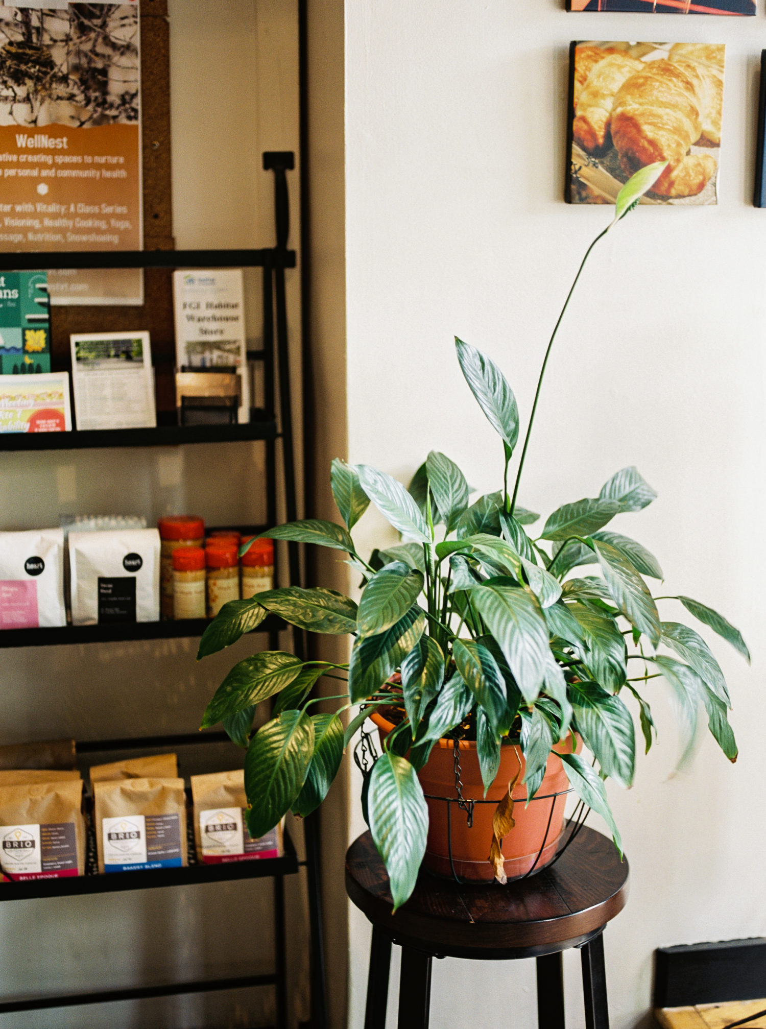 image of plant on a stool for an easy film photography course