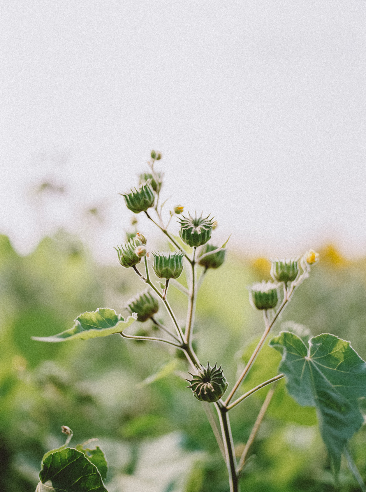 image of a budding sunflower stalk for witchcraft sunflower guide