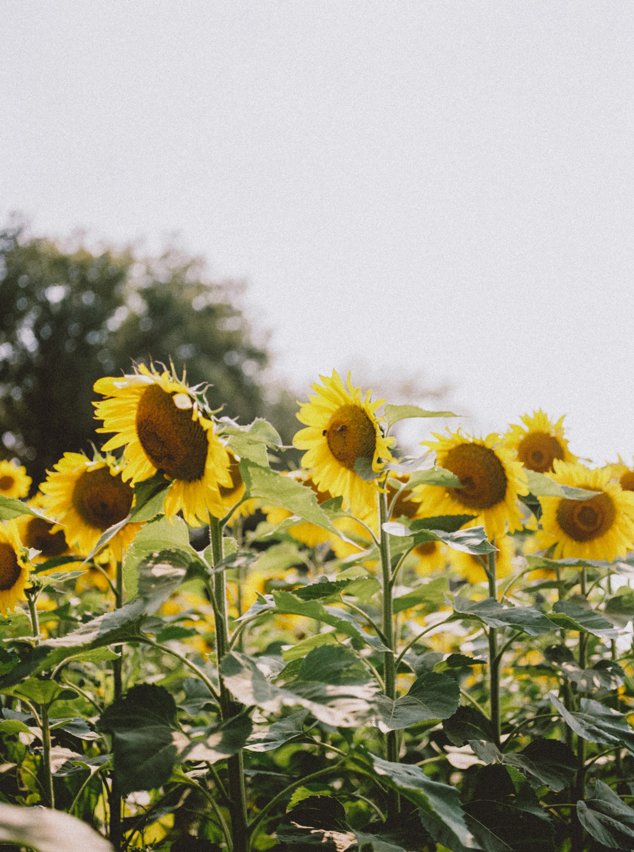 image of a group of sunflowers for witchcraft sunflower guide