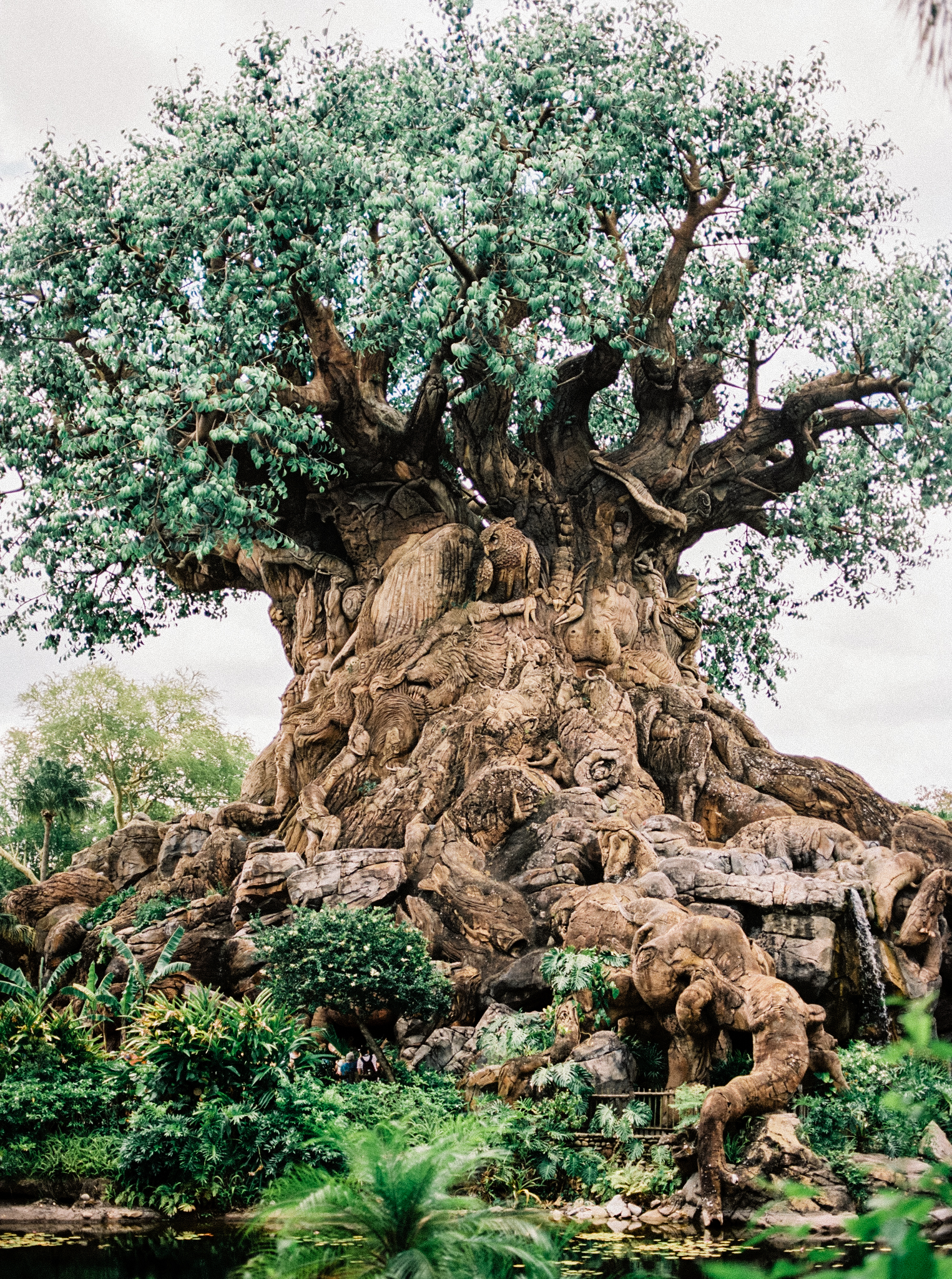 disney world's animal kingdom plus-sized guide for discovery island