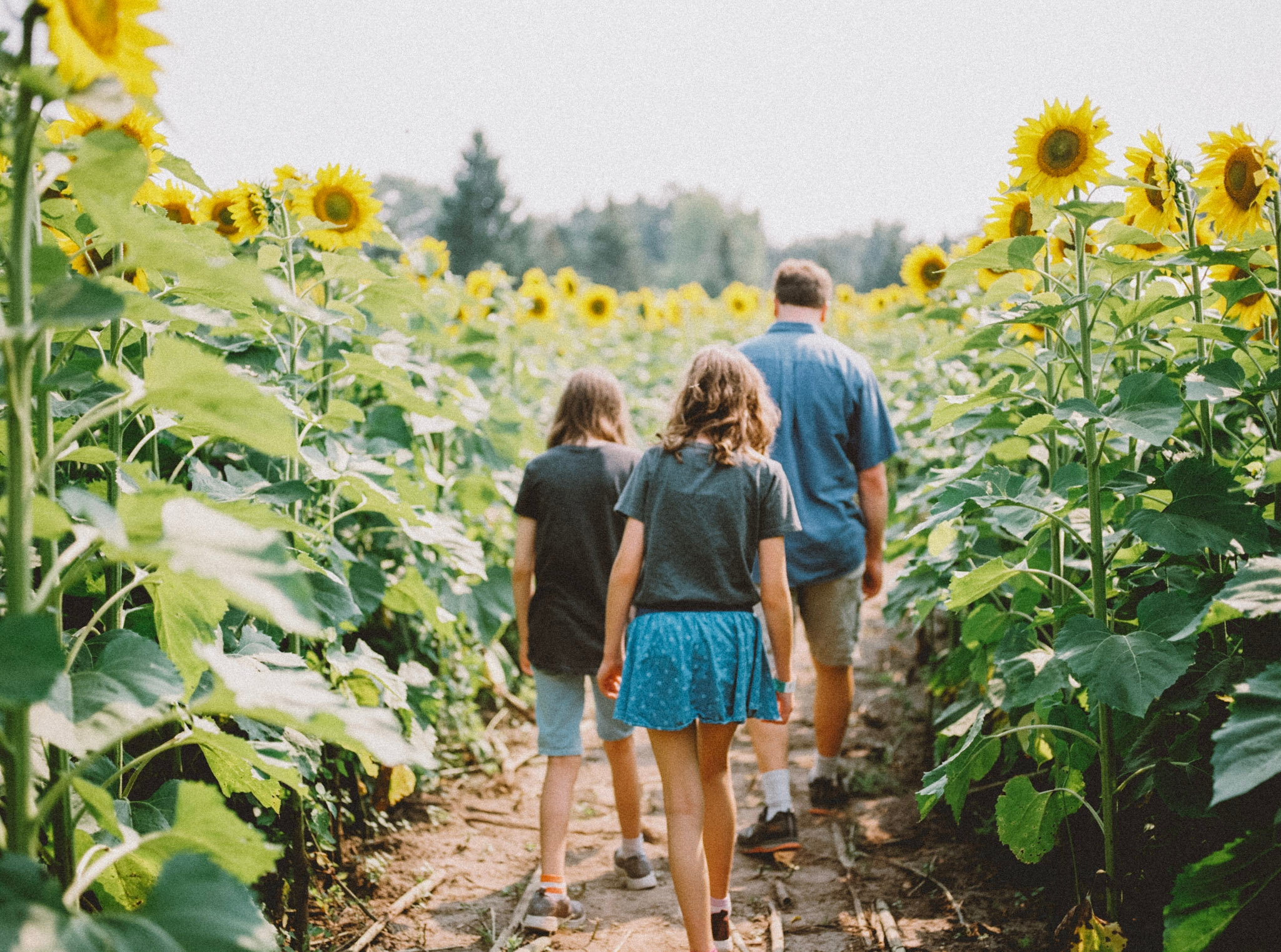 three people walking in a sunflower field for the lughnasadh sabbat