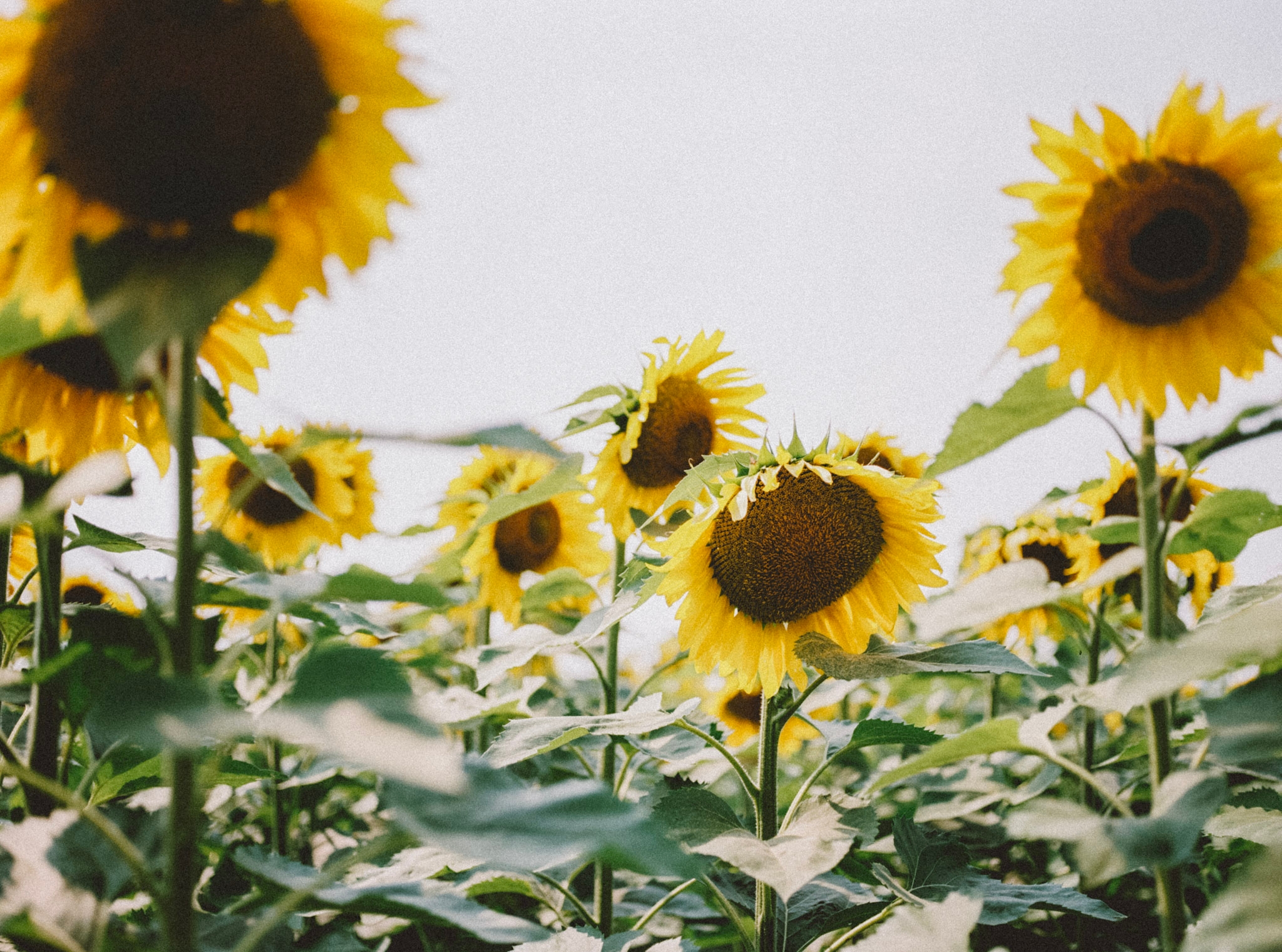 image of sunflowers for the lughnasadh sabbat